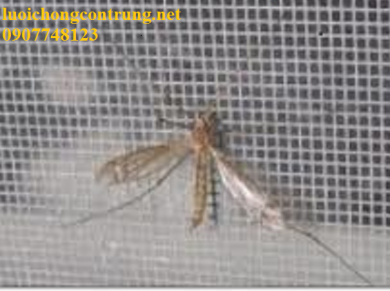 Lưới chống muỗi côn trùng